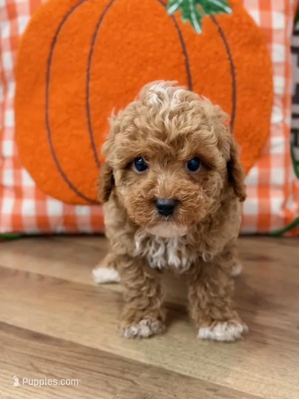 Oscar – Poodle - Toy  puppy for sale in Memphis, MO