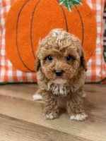 Oscar, a male Poodle - Toy  for sale in Memphis, MO – 1 of 4