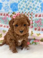 Chloe, a female Poodle - Toy  for sale in Memphis, MO – 4 of 4