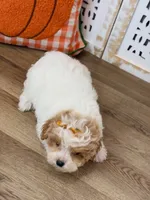 Maddie, a female Maltipoo for sale in Memphis, MO – 3 of 4