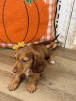 Alice, a female Miniature Dachshund for sale in Memphis, MO – 2 of 5