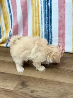 Sophia, a female Maltipoo for sale in Memphis, MO – Photo 5 of 5