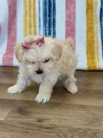 Sophia, a female Maltipoo for sale in Memphis, MO – Photo 2 of 5