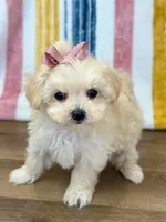 Sophia, a female Maltipoo for sale in Memphis, MO – Photo 4 of 5