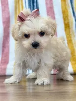 Sophia, a female Maltipoo for sale in Memphis, MO – Photo 3 of 5