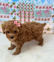 Addy, a female Poodle - Toy  for sale in Memphis, MO – 2 of 6