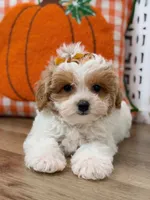 Maddie, a female Maltipoo for sale in Memphis, MO – 4 of 4
