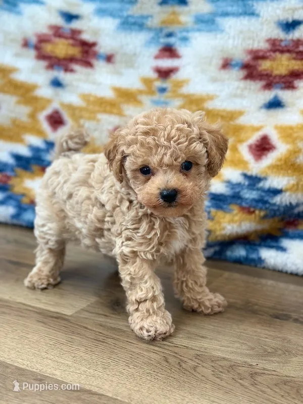 Vinny – Maltipoo puppy for sale in Memphis, MO