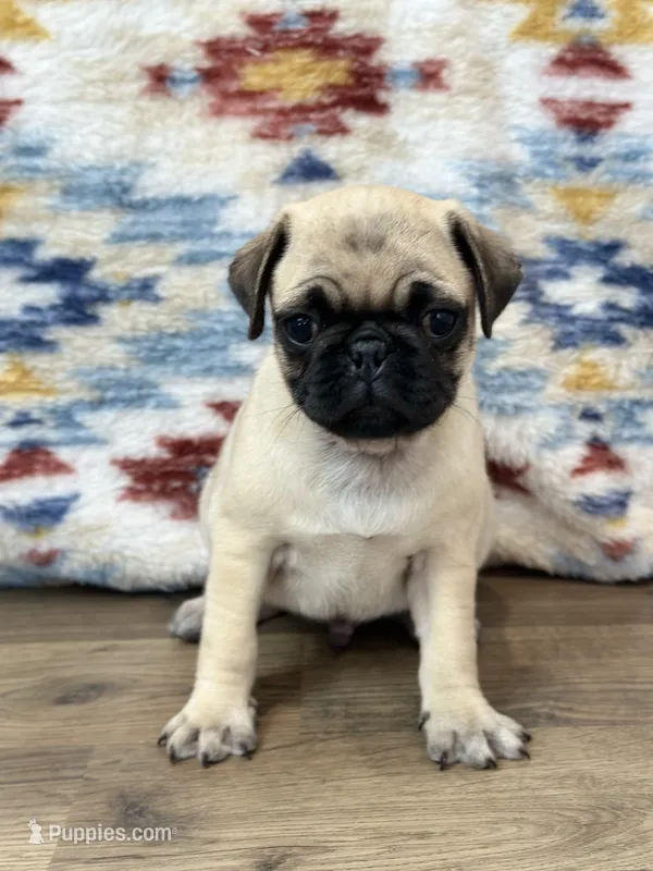 Waylon – Pug puppy for sale in Memphis, MO