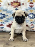 Waylon, a male Pug for sale in Memphis, MO – 1 of 3
