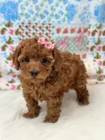 Willow, a female Poodle - Toy  for sale in Memphis, MO – 5 of 5