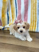 Suzie, a female Maltipoo for sale in Memphis, MO – Photo 3 of 4