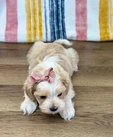 Suzie, a female Maltipoo for sale in Memphis, MO – Photo 2 of 4