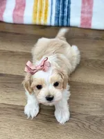 Suzie, a female Maltipoo for sale in Memphis, MO – Photo 4 of 4