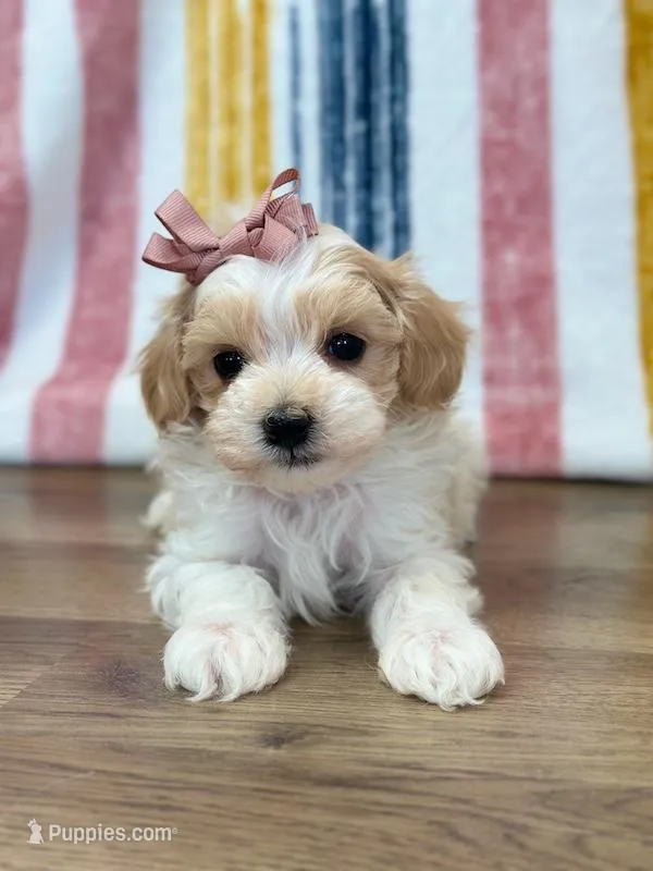 Suzie – Maltipoo puppy for sale in Memphis, MO