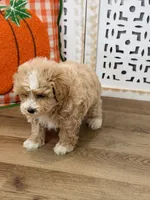 Bently, a male Maltipoo for sale in Memphis, MO – 2 of 4