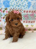 Willow, a female Poodle - Toy  for sale in Memphis, MO – 1 of 5