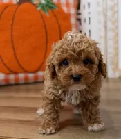 Oscar, a male Poodle - Toy  for sale in Memphis, MO – 3 of 4