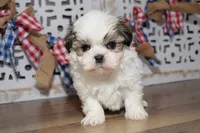 Waffles, a male Shih Tzu for sale in Memphis, MO – Photo 5 of 6