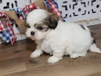 Waffles, a male Shih Tzu for sale in Memphis, MO – Photo 2 of 6