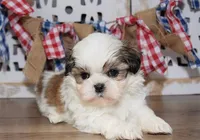 Waffles, a male Shih Tzu for sale in Memphis, MO – Photo 1 of 6
