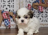 Waffles, a male Shih Tzu for sale in Memphis, MO – Photo 6 of 6
