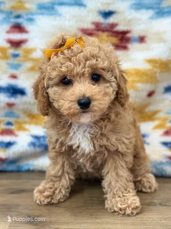 Tiffany – Poodle - Toy  puppy for sale in Memphis, MO