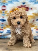 Tiffany, a female Poodle - Toy  for sale in Memphis, MO – 1 of 3