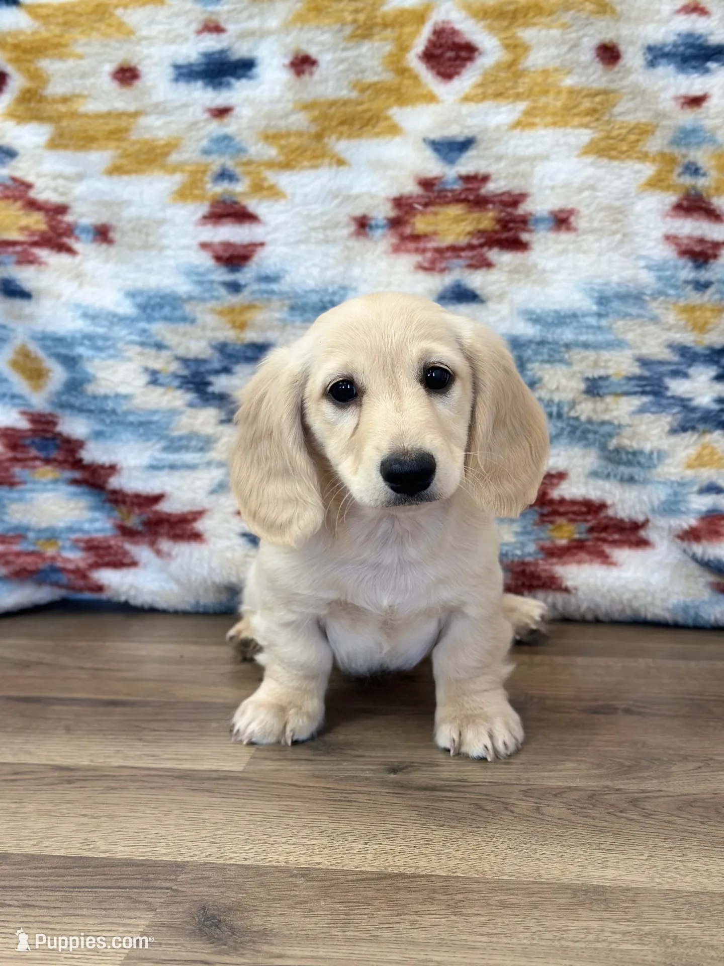 Martin, a male Miniature Dachshund for sale in Memphis, MO – 1 of 3