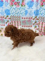 Chloe, a female Poodle - Toy  for sale in Memphis, MO – 3 of 4