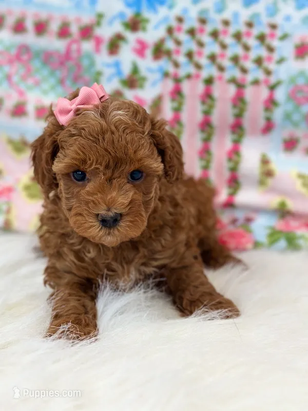 Chloe – Poodle - Toy  puppy for sale in Memphis, MO