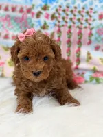 Chloe, a female Poodle - Toy  for sale in Memphis, MO – 1 of 4