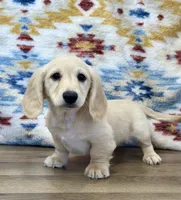 Martin, a male Miniature Dachshund for sale in Memphis, MO – 3 of 3