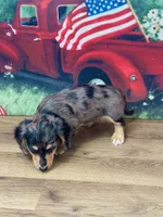 Collin, a male Miniature Dachshund for sale in Memphis, MO – 3 of 3