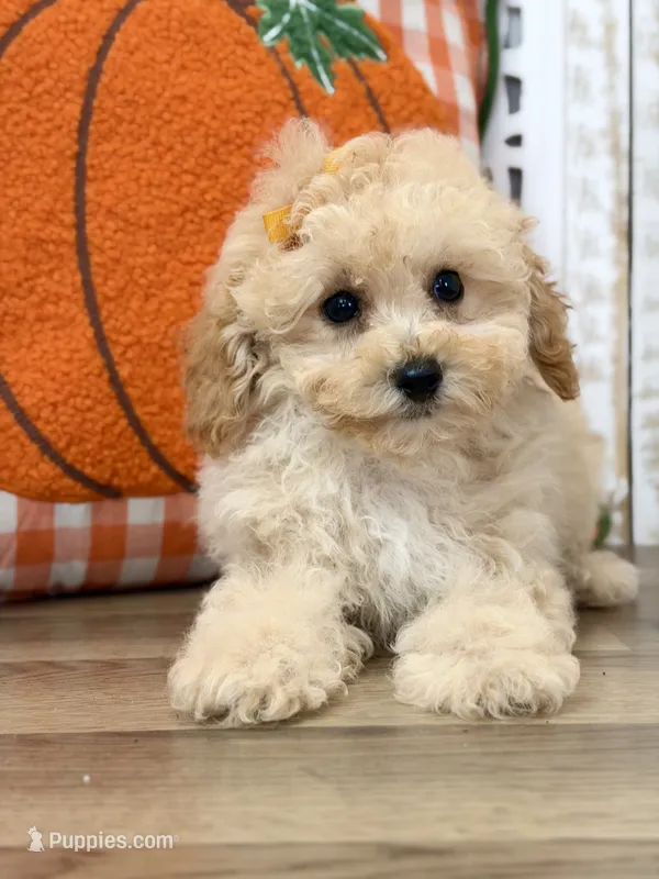 Tonya – Poodle - Toy  puppy for sale in Memphis, MO