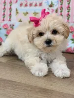 Blair, a female Maltipoo for sale in Memphis, MO – 5 of 5