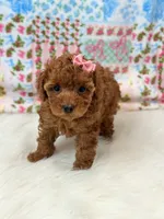Willow, a female Poodle - Toy  for sale in Memphis, MO – 3 of 5