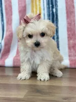 Sophia, a female Maltipoo for sale in Memphis, MO – Photo 1 of 5