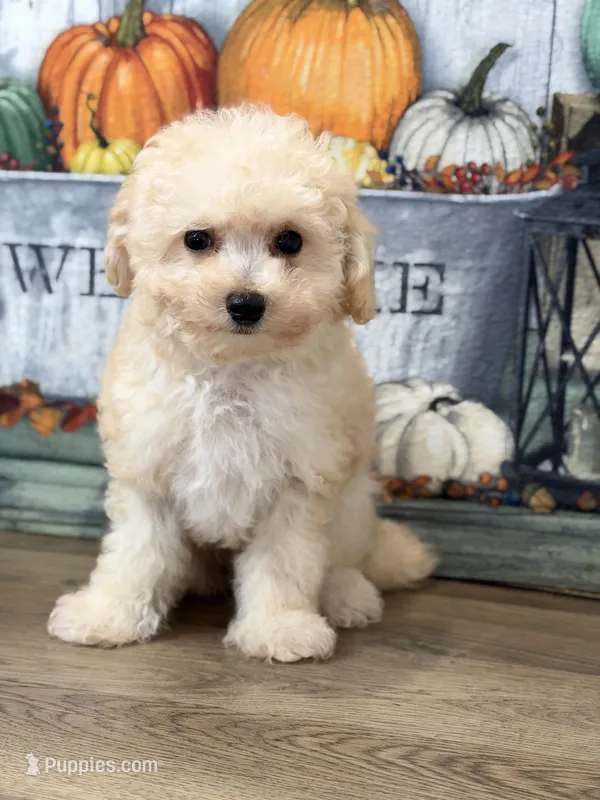 Gus – Maltipoo puppy for sale in Memphis, MO
