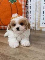 Maddie, a female Maltipoo for sale in Memphis, MO – 1 of 4