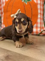 Annie, a female Miniature Dachshund for sale in Memphis, MO – 2 of 5