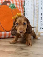 Alice, a female Miniature Dachshund for sale in Memphis, MO – 3 of 5