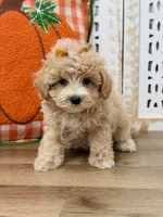 Penelope, a female Maltipoo for sale in Memphis, MO – 4 of 4