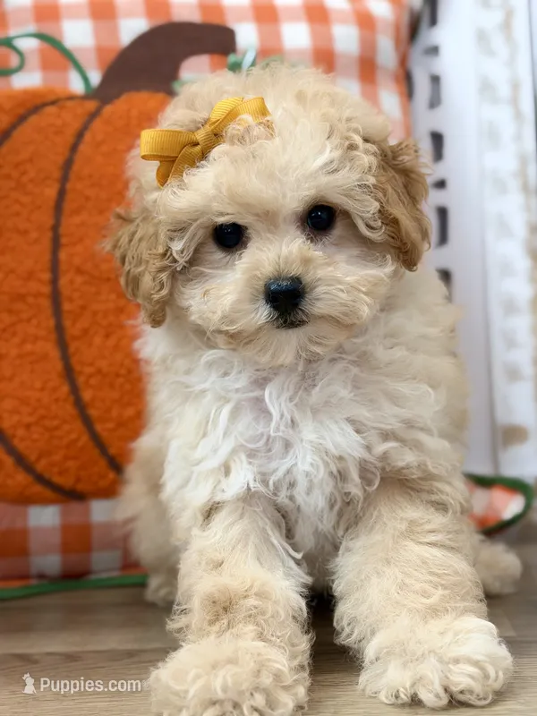 Tilly – Poodle - Toy  puppy for sale in Memphis, MO