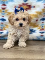 Tonya, a female Poodle - Toy  for sale in Memphis, MO – 1 of 3