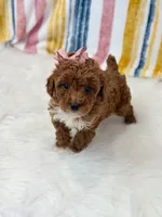 Wendy, a female Poodle - Toy  for sale in Memphis, MO – Photo 5 of 6