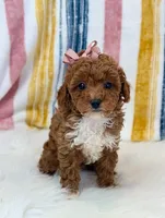 Wendy, a female Poodle - Toy  for sale in Memphis, MO – Photo 6 of 6