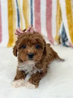 Wendy, a female Poodle - Toy  for sale in Memphis, MO – Photo 1 of 6