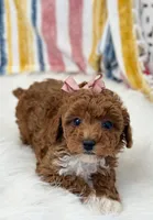 Wendy, a female Poodle - Toy  for sale in Memphis, MO – Photo 3 of 6