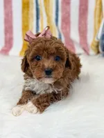 Wendy, a female Poodle - Toy  for sale in Memphis, MO – Photo 2 of 6